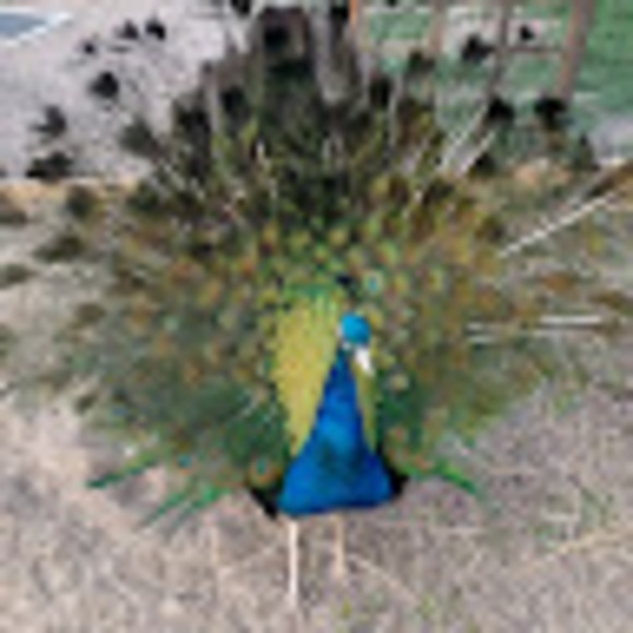 Meet your Posher, Lauralee - Picture 1 of 1